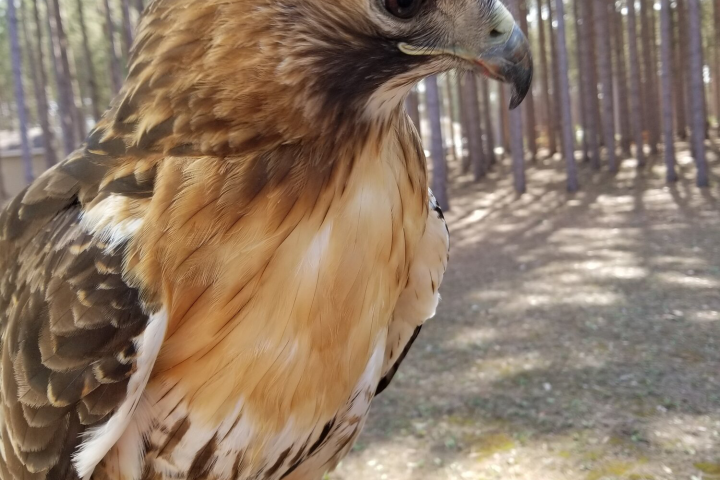 a close up of a bird