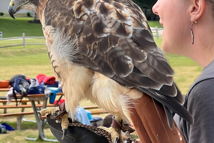 a person sitting at a bird